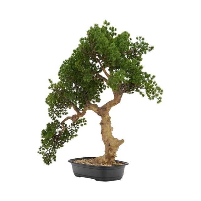 บอนไซในกระถาง รุ่นบอนซี่ สูง 78 ซม. - สีเขียว/ดำ