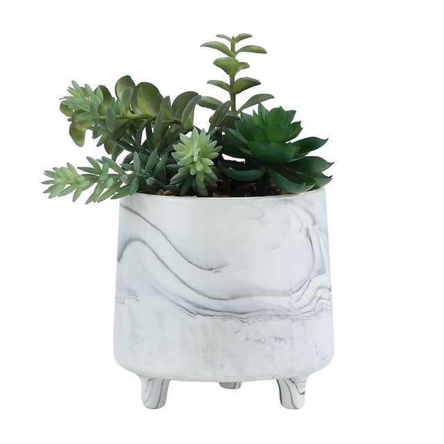 พืชอวบน้ำในกระถาง รุ่นแอดดี้ - สีเขียว/คละสี